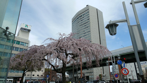 桜が咲きました。